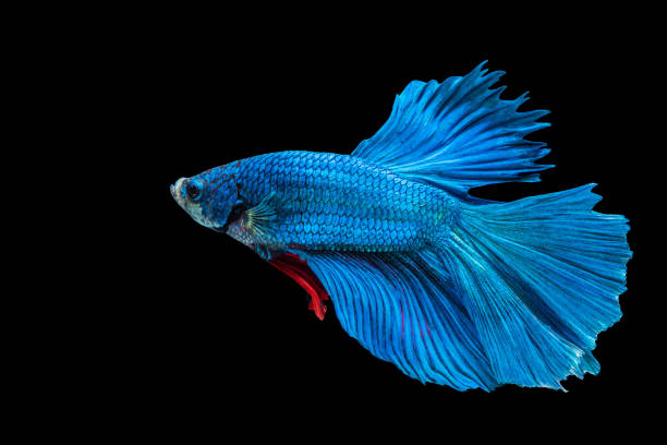 istock Halfmoon Betta splendens fighting fish in Thailand on isolated black background. The moving moment beautiful of blue and red Siamese betta fish with copy space. 1303984205