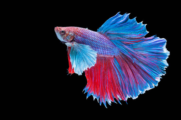 istock Halfmoon Betta splendens fighting fish in Thailand on isolated black background. The moving moment beautiful of blue and red Siamese betta fish with copy space. 1303984234