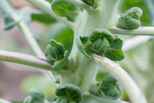 Close-up the stem of brussels sprout in a garden with the blurred background.