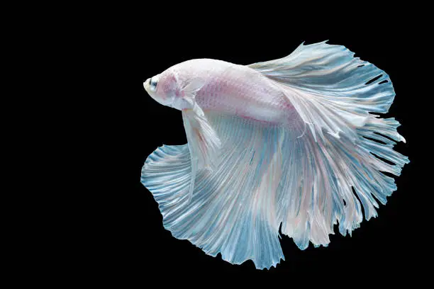 White Betta spendens fighting fish (Rosetail) Halfmoon fancy in Thailand on isolated black background with copy space. The moving moment beautiful Siamese betta fish with clipping path.