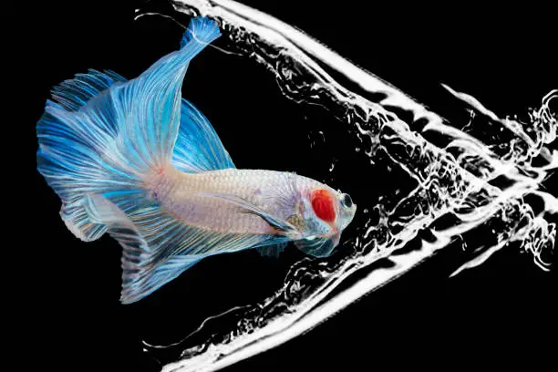 White Betta fighting fish (Rosetail) Halfmoon fancy with splash water on isolated black background with copy space. The moving moment beautiful Siamese betta fish with clipping path.