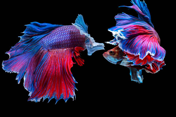 istock Two Halfmoon Betta splendens fighting fish in Thailand on isolated black background. The moving moment beautiful of blue and red Siamese betta fish with copy space. 1303987540