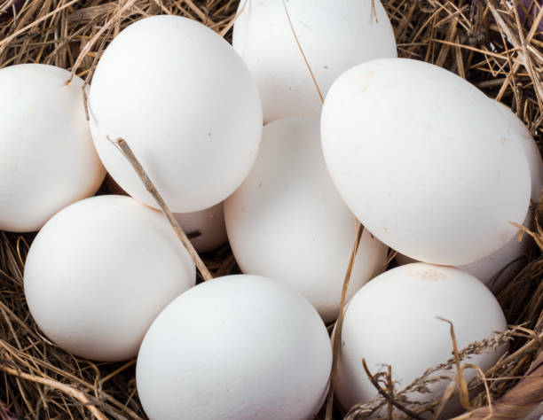 istock white chicken eggs in a hay basket close-up, top view 1303988880