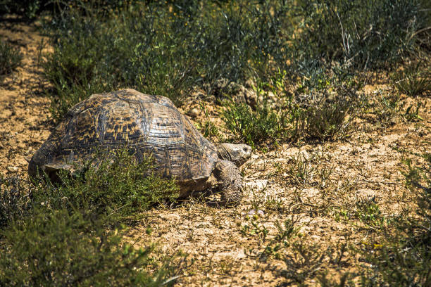Rare view of a big African spurred tortoise (Centrochelys sulcata) standing in the middle of savannah bush during a safari in Addo National Park, South Africa