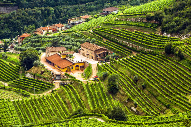 bodega italiana valpolicella y colinas de uva, véneto, italia - veneto fotografías e imágenes de stock