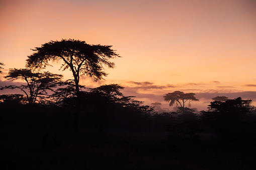Sunrise in the Maasai Mara in Kenya with fog.