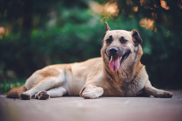 istock The sleeping brown colour dog on the floor 1303989517