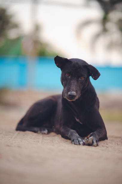istock Black dog on the grass, staring forward 1303989682