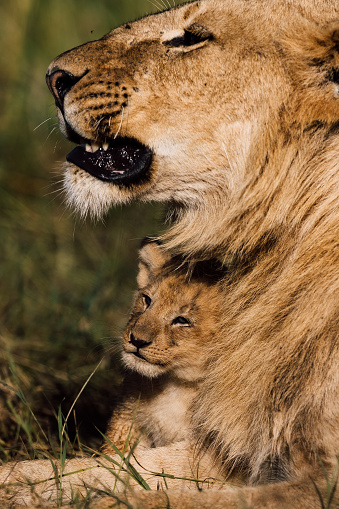 A gentle moment between male lions in the Maasai Mara in Kenya.