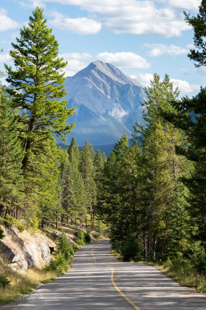 scenic country road in the forest. tunnel mountain drive route. banff national park - passion mountain range mountain national park imagens e fotografias de stock