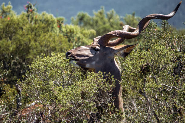 Portrait of a cute kudu antelope (Tragelaphus strepsiceros) eating in the middle of african savannah bush, Addo National Park, South Africa