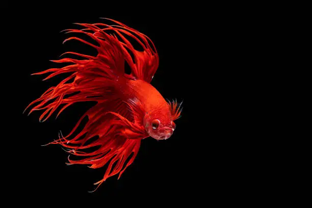 Photo of Halfmoon Betta splendens fighting fish in Thailand on isolated black background. The moving moment beautiful of red Siamese betta fish with copy space.