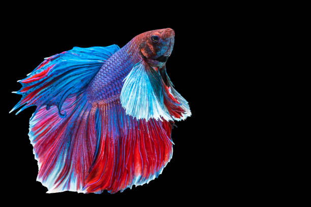 istock Halfmoon Betta splendens fighting fish in Thailand on isolated black background. The moving moment beautiful of blue and red Siamese betta fish with copy space. 1303992938