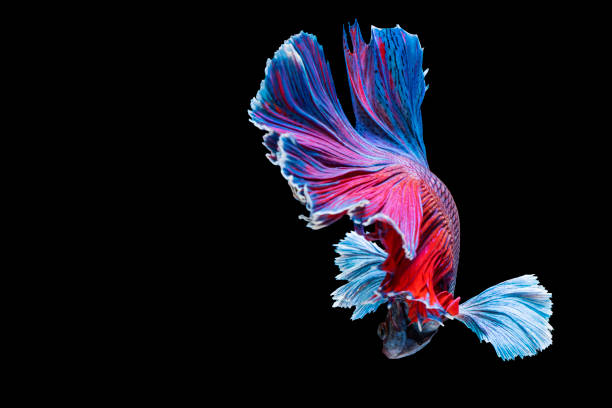 istock Halfmoon Betta splendens fighting fish in Thailand on isolated black background. The moving moment beautiful of blue and red Siamese betta fish with copy space. 1303992939