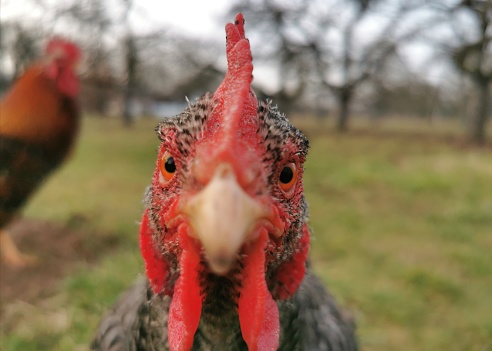 Close shot of a curious hen. Focus on the eyes of the animal.