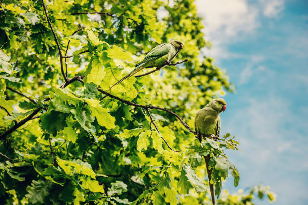 Green parrots portrait - Hyde Park, London