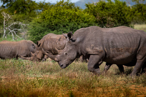 istock African Rhinoceros 1303994373