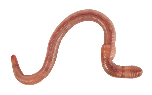 Earthworm macro isolated on white background stock photo