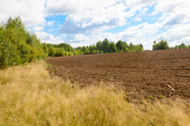 istock Summer landscape with plowed field, forest and blue sky with clouds 1303995748