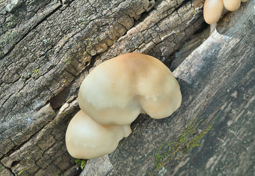 A close up of the edible mushrooms (Hypsizygus tessulatus) on tree.