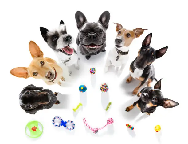 team group row of dogs with toys waiting to play  isolated on white background