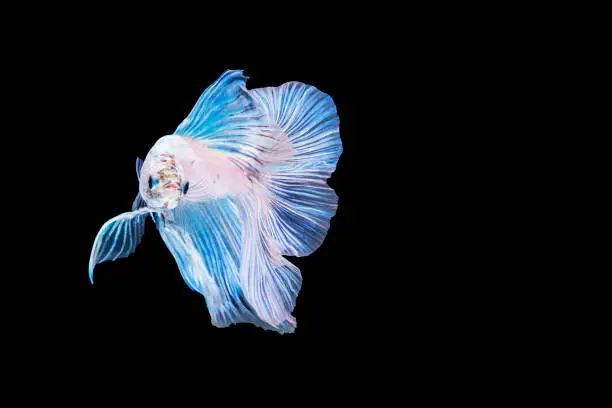 White Betta fighting fish (Rosetail) Halfmoon fancy in Thailand on isolated black background with copy space. The moving moment beautiful Siamese betta fish with clipping path.