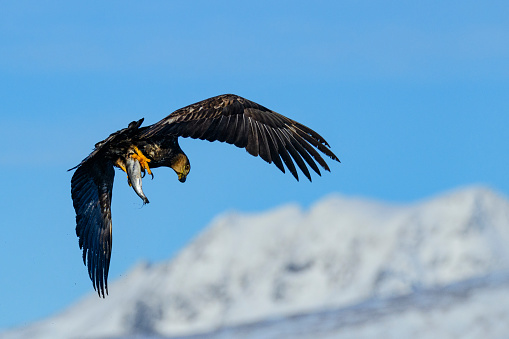 White-tailed eagle or sea eagle (Haliaeetus albicilla, also called erne or ern) hunting in the sky over a Fjord near Vesteralen island in Northern Norway with snowy mountains in the background. The eagle is holding a fish in its claws.