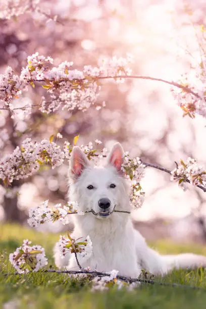 Photo of White shepherd dog lying under cherry blossoms in springtime