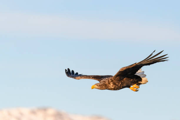 istock Sea Eagle or White-tailed eagle hunting in the sky over Northern Norway 1303998401