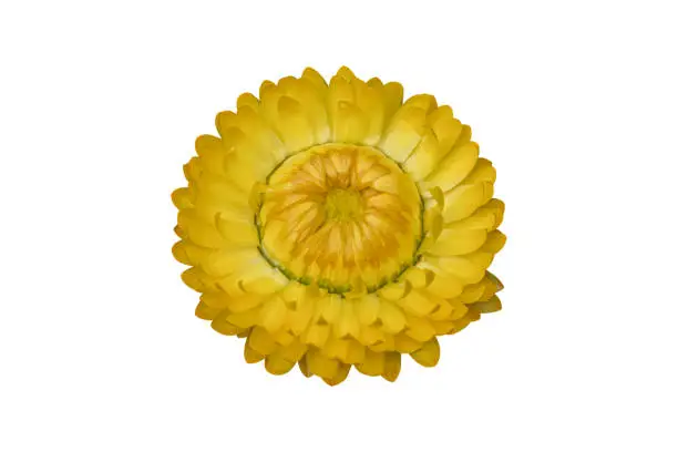 Yellow strawflower ( Helichrysum bracteatum flowers ) isolated on white background. Object with clipping path.
