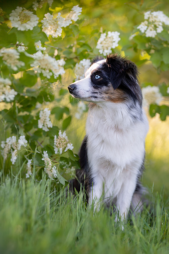 Dog Australian Shepherd sitting in front of a flowering bush in spring sunshine
