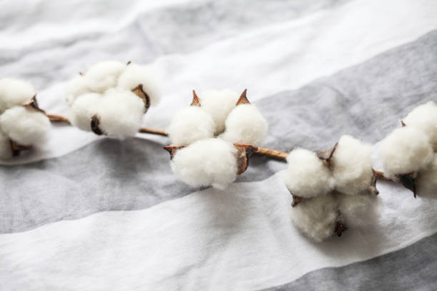 istock Beautiful white cotton flowers. 1303999893