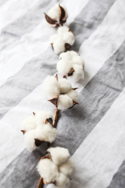 istock Beautiful white cotton flowers. 1303999954