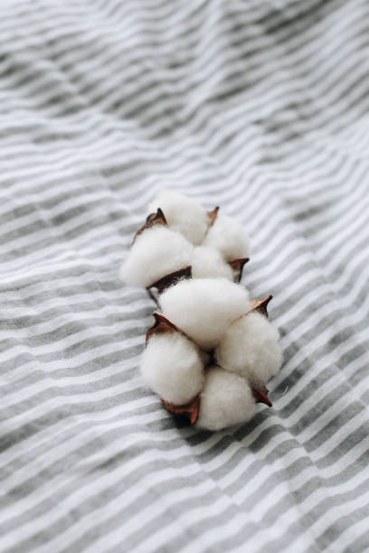 istock Beautiful white cotton flowers. 1303999970
