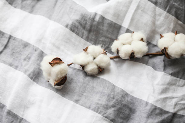 istock Beautiful white cotton flowers. 1303999982
