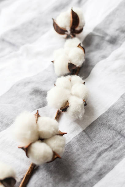 istock Beautiful white cotton flowers. 1304000015