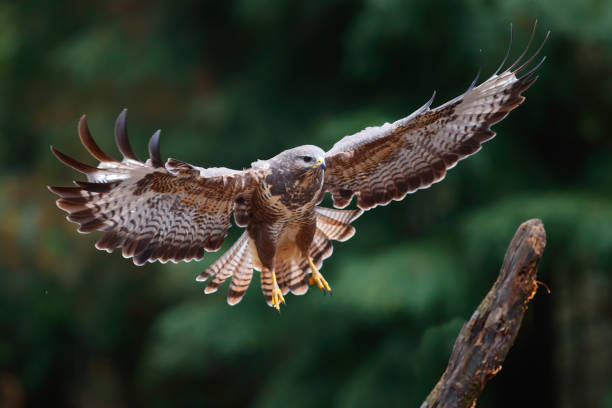 common buzzard (buteo buteo) in the forest  green background - eurasian buzzard imagens e fotografias de stock