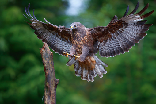 Common Buzzard (Buteo buteo) flying in the forest of Noord Brabant in the Netherlands.  Green forest background