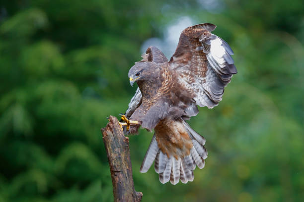 istock Common Buzzard (Buteo buteo) in the forest  Green background 1304002791
