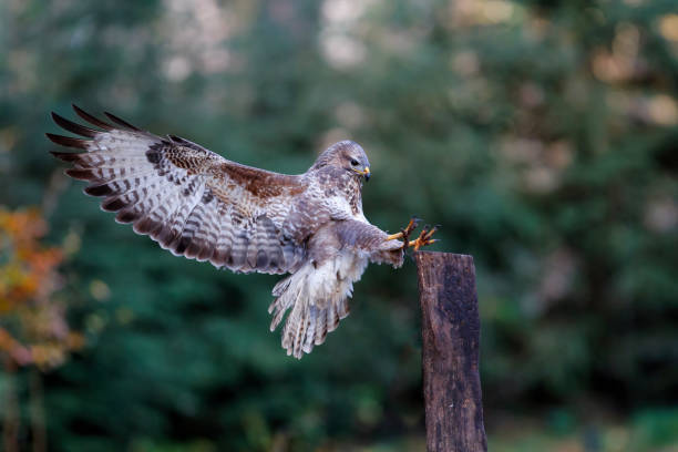 istock Common Buzzard (Buteo buteo) in the forest  Green background 1304002804