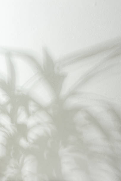 istock Shadow of a home flower Yucca on a white wall 1304003989