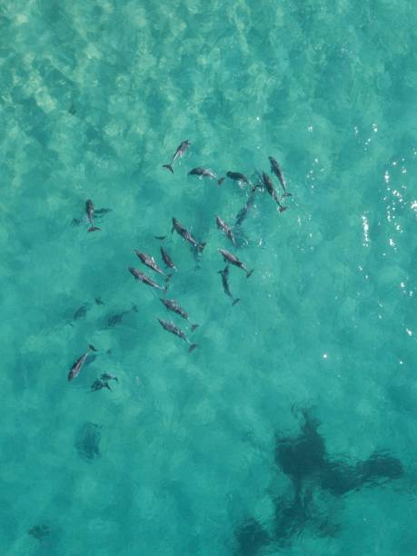 istock School of Dolphins Aerial Shot 1304004166