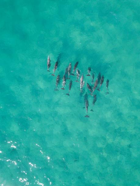 istock School of Dolphins Aerial Shot 1304004168