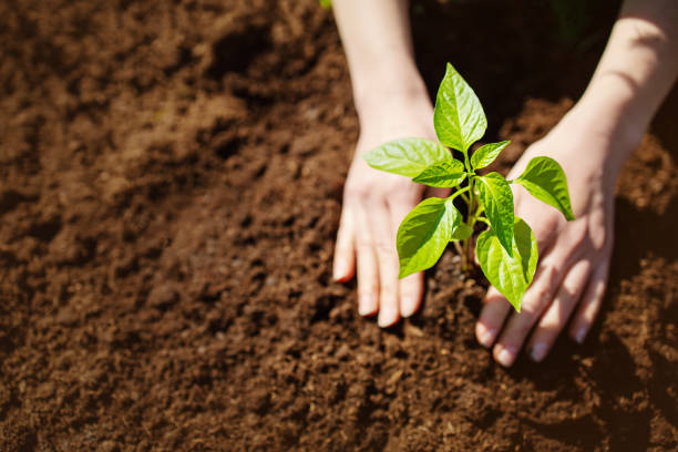 istock Human hands taking care of a seedling in the soil 1304004275