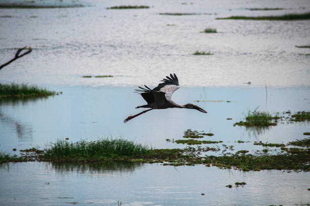 istock wildlife in sri lanka 1304005054