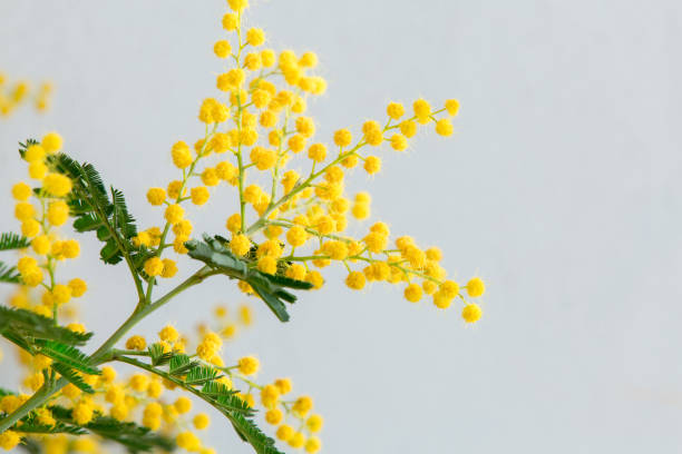 istock Blooming mimosa tree on a gray background.Mimosa spring flowers Easter and women's days background.Trendy colors 2021 1304006757