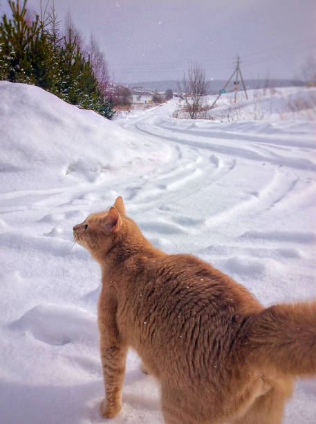 istock Ginger cat stands in the snow on a sunny day 1304007365