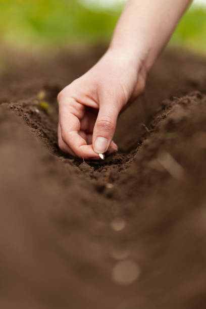 istock Spring sowing of seeds into the soil. Growing homemade vegetables 1304009621