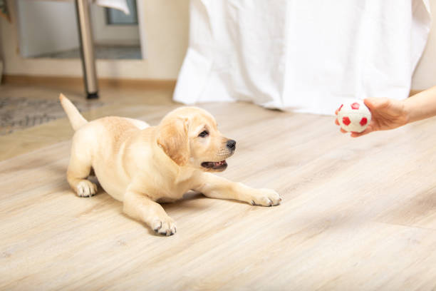Labrador puppy plays with its owner. Dog playing in game with man close up. stock photo