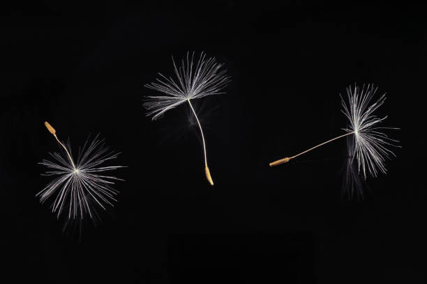 istock Three Taraxacum officinale dandelion seed on black background 1304012051